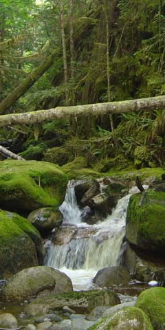 Upper Anderson creek Upper Anderson creek