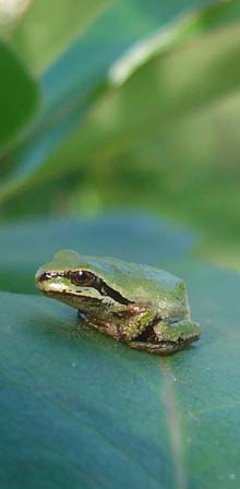 Pacific Tree Frog